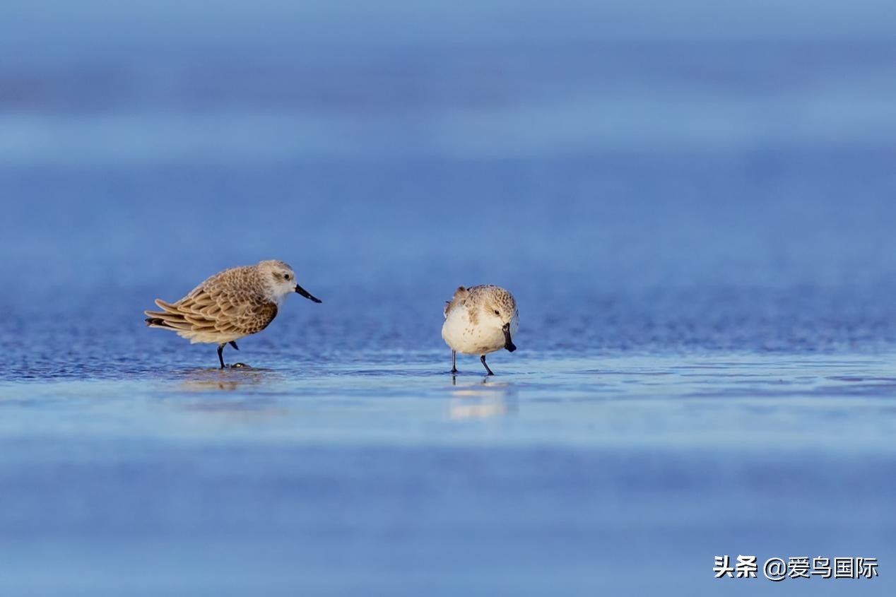 勺嘴鹬自带饭勺的小萌物,自带饭勺的勺嘴鹬