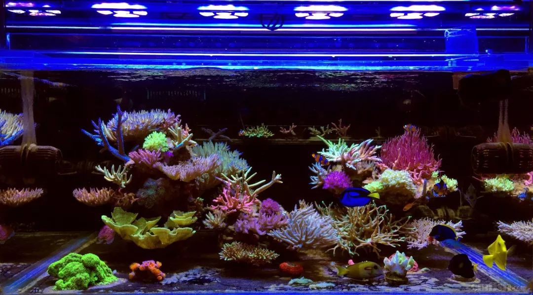 初次下海的萌新请注意，你的鱼为什么总是死！