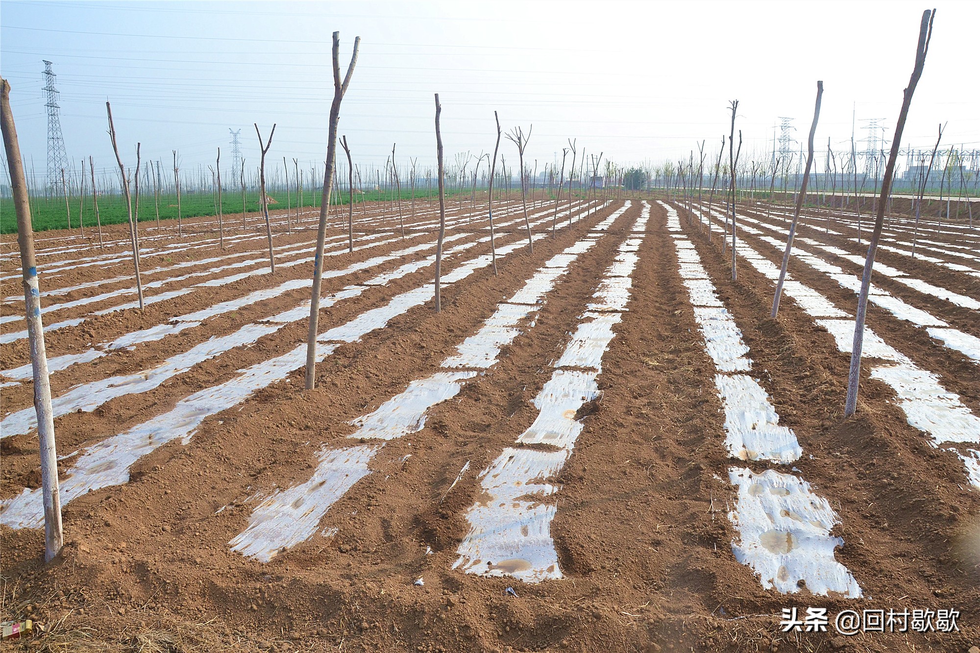 早春西瓜大棚套种什么农作物最好,早春地膜西瓜种植技术