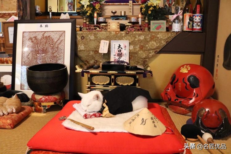 20岁少年建“猫猫寺”，和尚住持全是猫咪，网友：不敢撸不敢吸