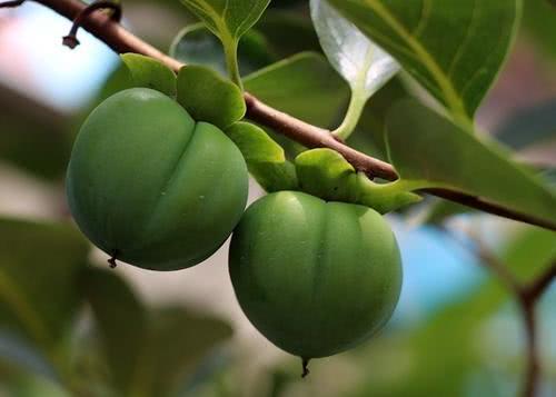 柿子可不可以和牛奶一块吃,柿子能和牛奶一起吃吗会结石吗