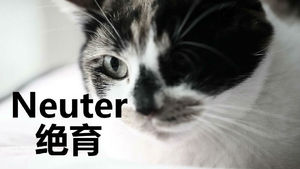 猫咪绝育发胖怎么控制,宠物绝育后肥胖如何避免