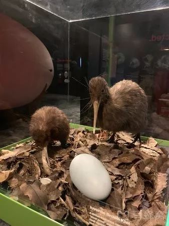 难忘的新西兰之行,在新西兰难忘的日子