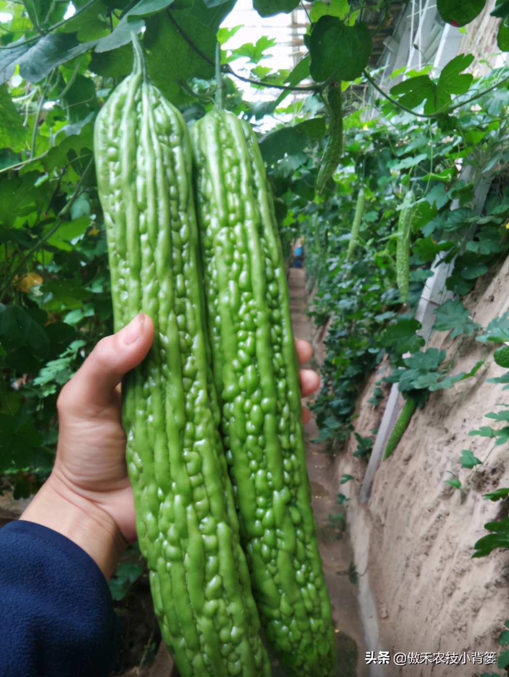 苦瓜要怎样种植才不会长虫子,苦瓜栽培管理和病虫防治