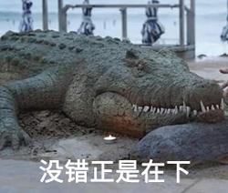 老外沙雕动物视频,外国人沙雕模仿动物