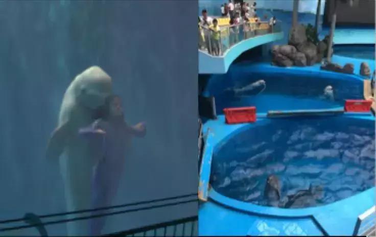 难得一见海洋动物表演,看不完的海洋动物和表演