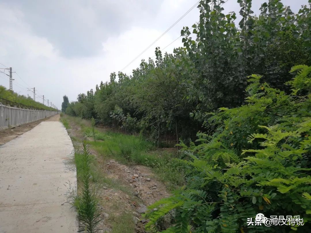 山东冠县精品苗木基地,冠县种植基地