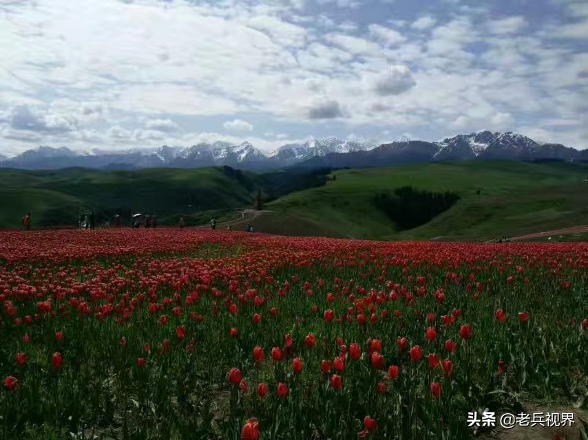 江布拉克大草原哈萨克,江布拉克大草原