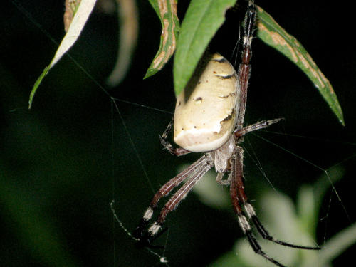 昆虫的情感世界并不逊色于人类，它们也有形形色色的求爱招数