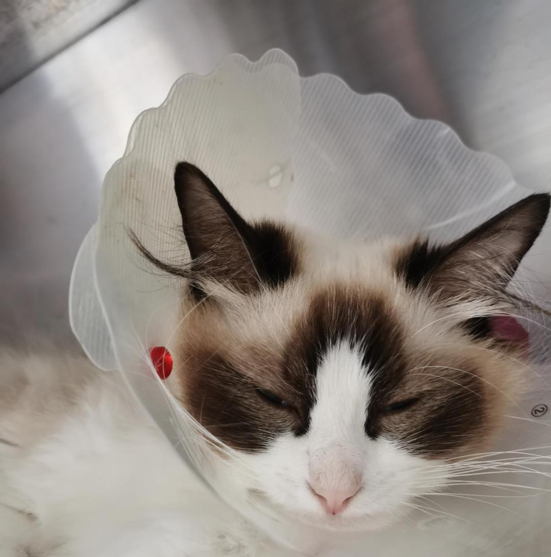 猫咪为什么绝育后还会叫,泰迪公犬做完绝育手术后还发情吗