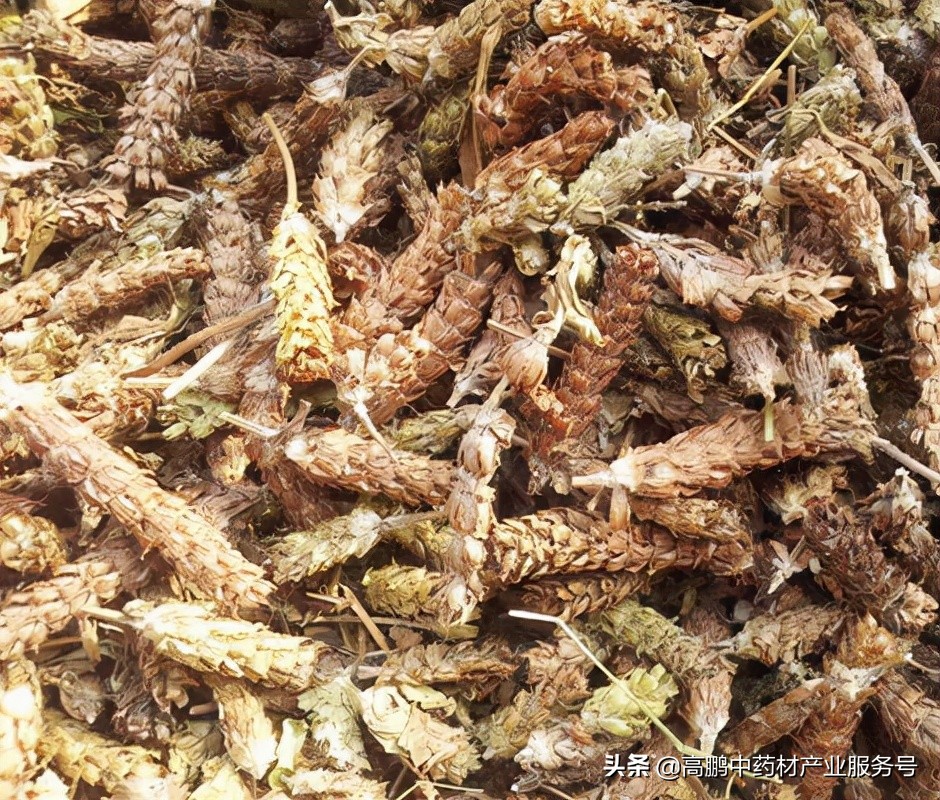 高鹏说药材：2022年种植这些药食同源药材品种效益还不错