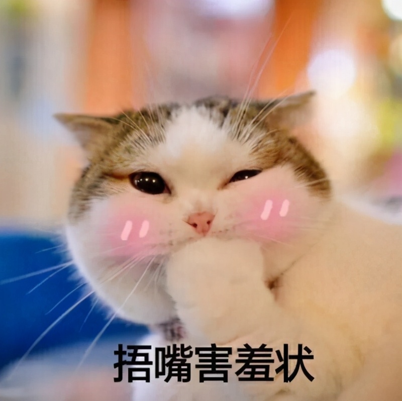 养一只猫一年要花费多少,养一只猫一年要花费多少钱