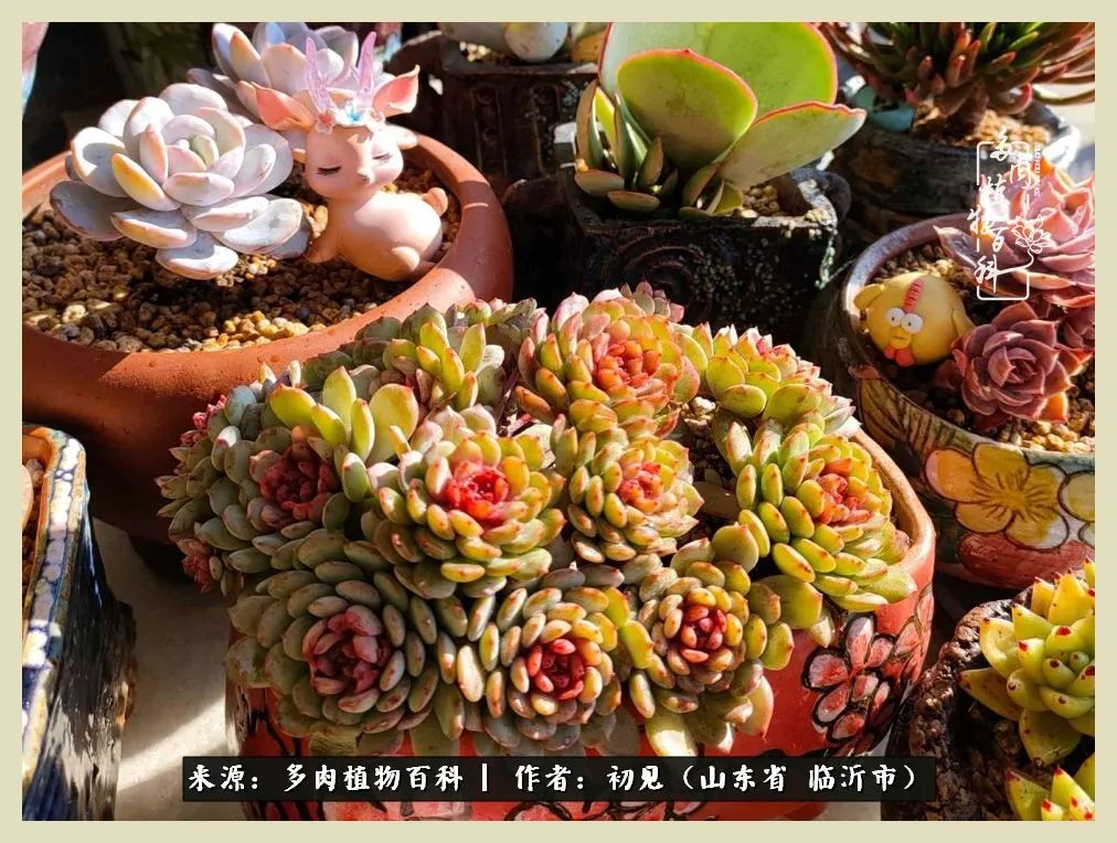 和多肉植物相伴,和多肉相处的心情