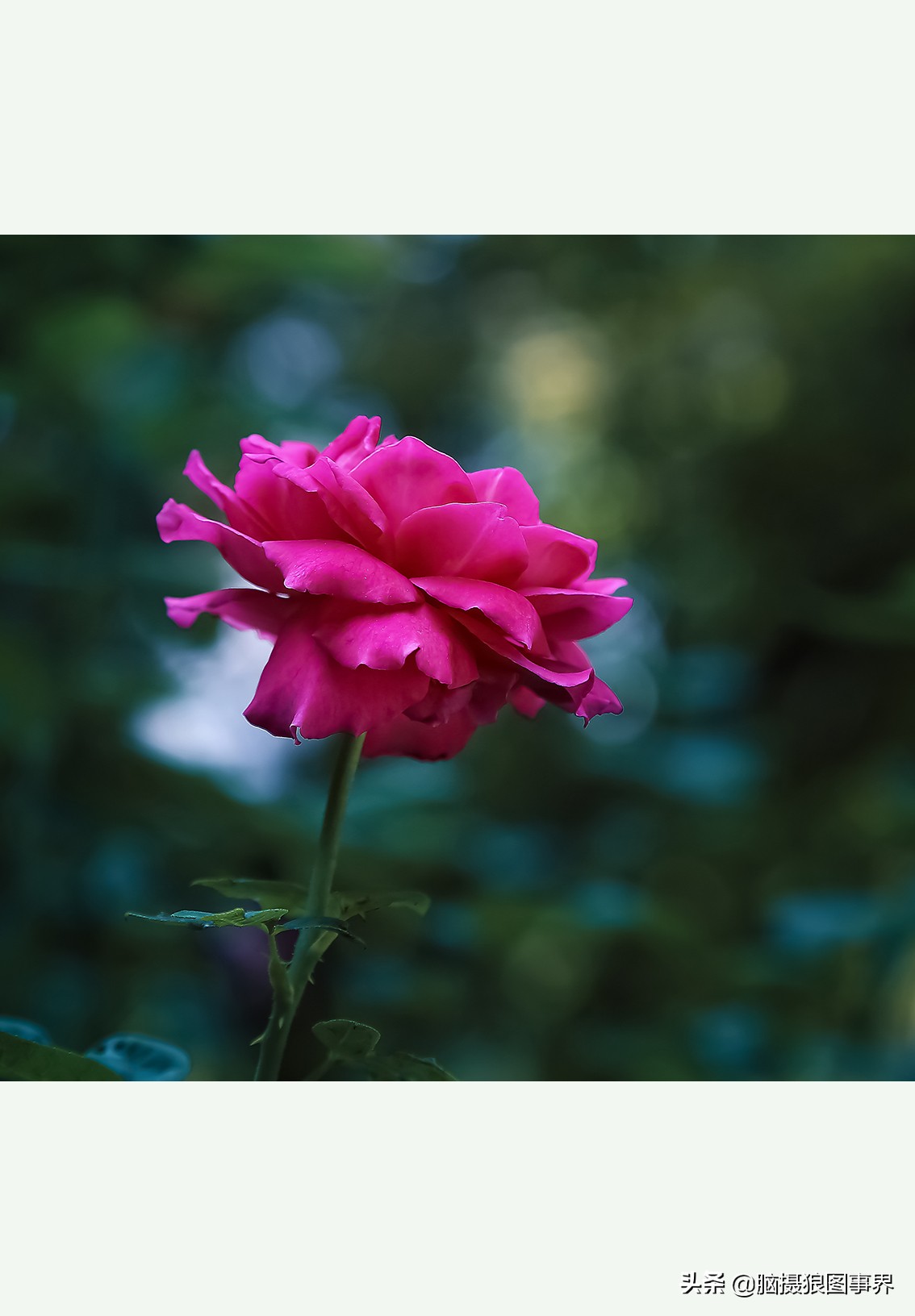 超清玫瑰花唯美图片,高清浪漫玫瑰花照片