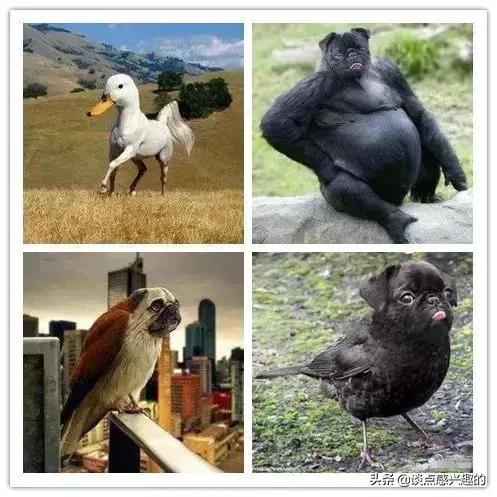 闲鱼上买神兽靠谱吗,闲鱼神兽