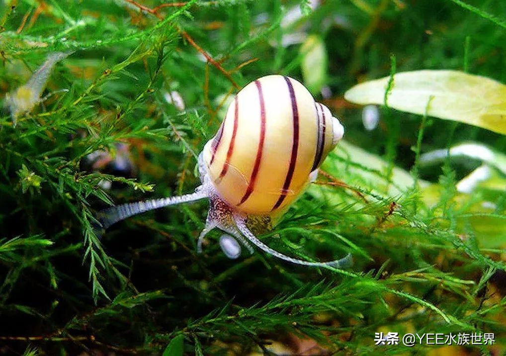 鱼缸过滤器吸水口老是堵怎么解决,鱼缸过滤器只顶吸