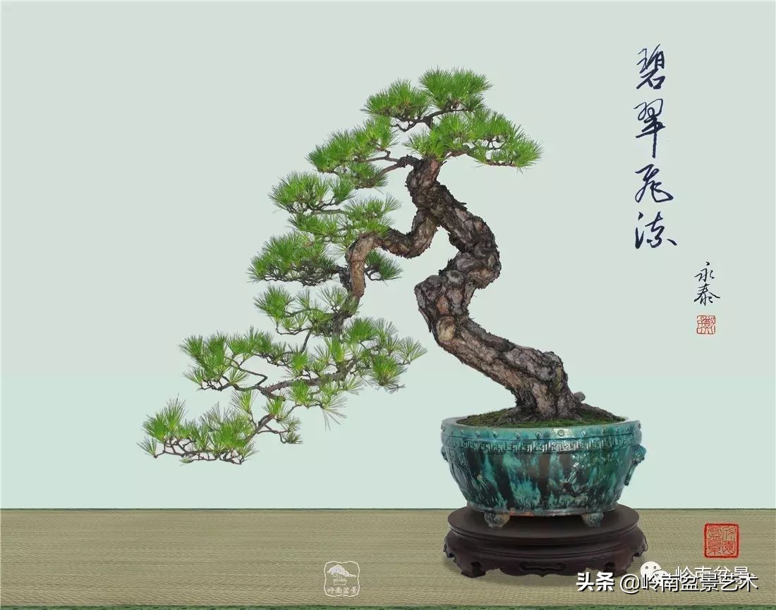 山松马尾松盆景,盆景大师郑永泰有书吗