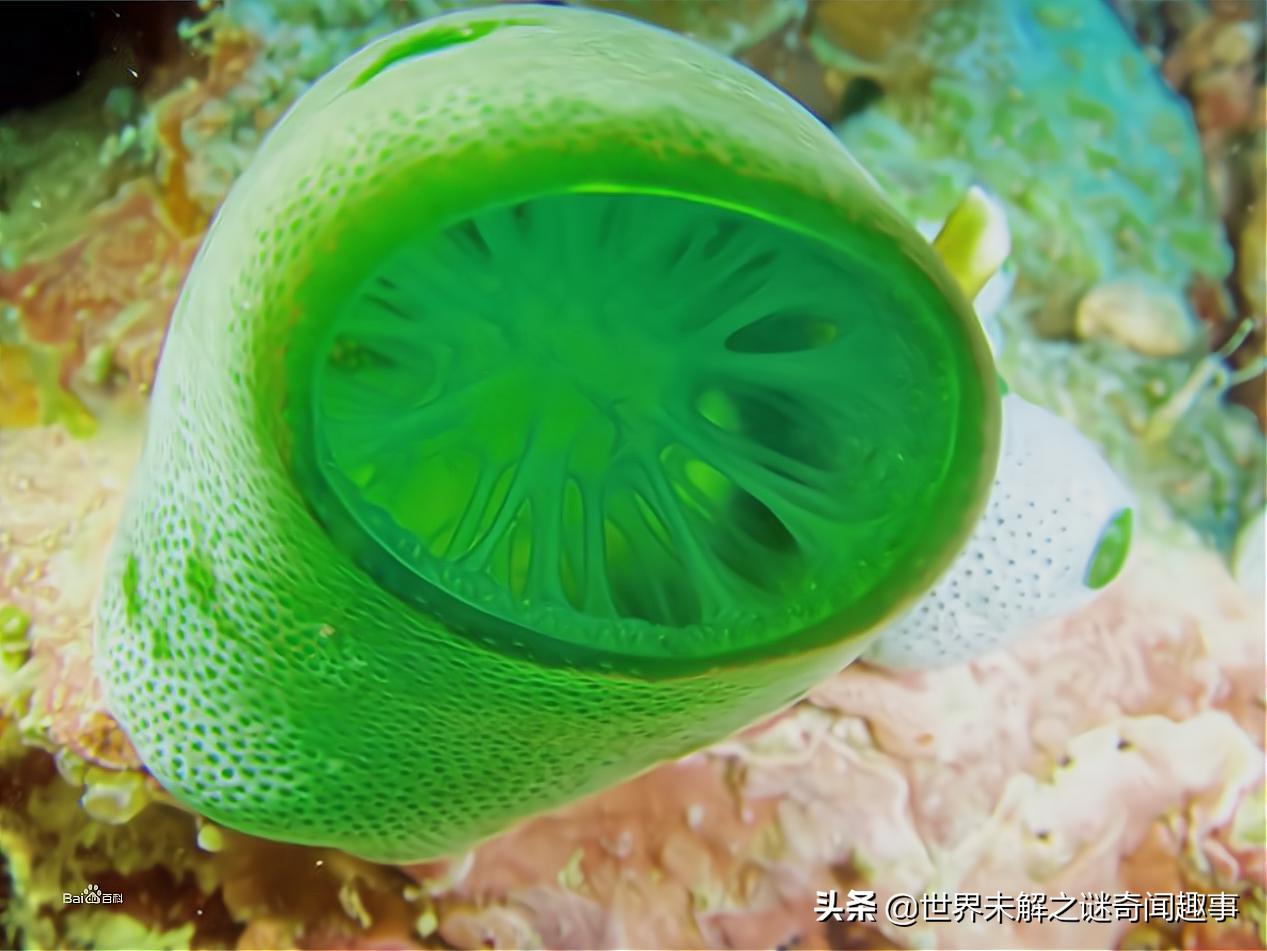 这种被称为“丁丁”的生物有多神奇？长大后吸掉自己的脑子还能活