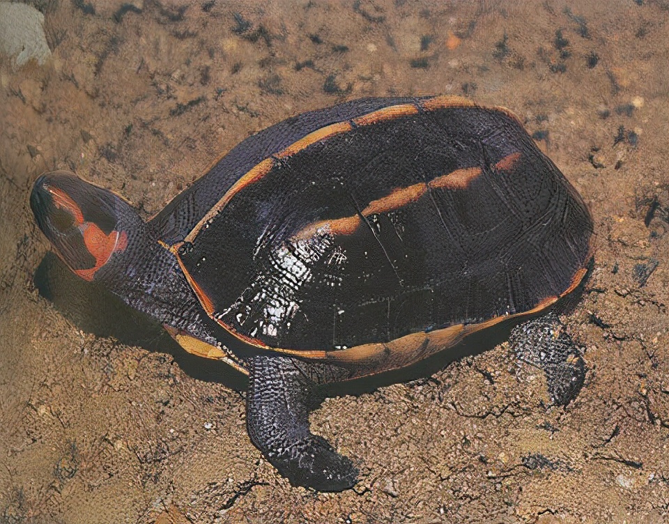 龟类纪录片,龟类图片