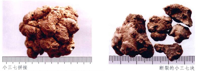 中药材真伪鉴别常用的方法有哪些,中药材真伪鉴别彩色图谱大全