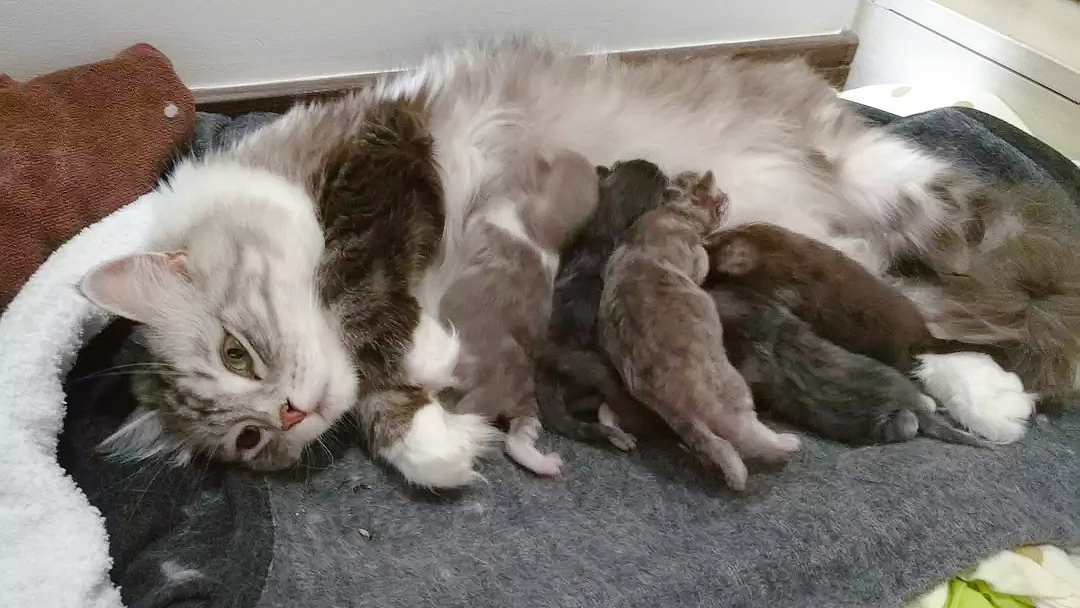 母猫生产完了以后不喂奶怎么办,母猫生产后不理人怎么办