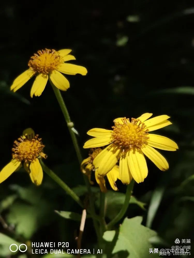 汉中圈子崖天坑,汉中镇巴圈子崖天坑旅游攻略
