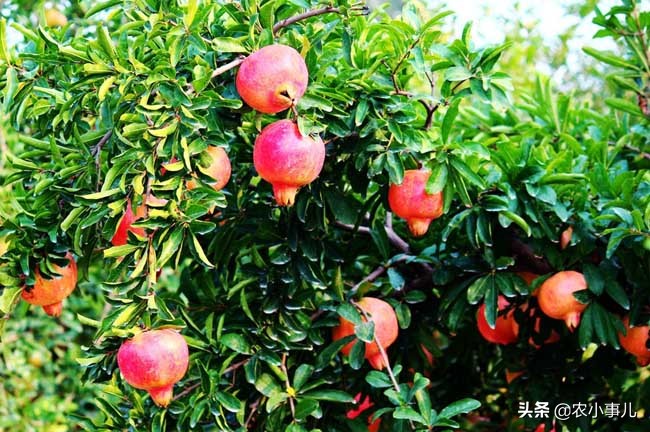 石榴病虫害图片与防治方法,石榴的种植技术及病虫害防治