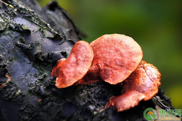 室内灵芝种植方法和技术,室内种植灵芝如何防虫蛀