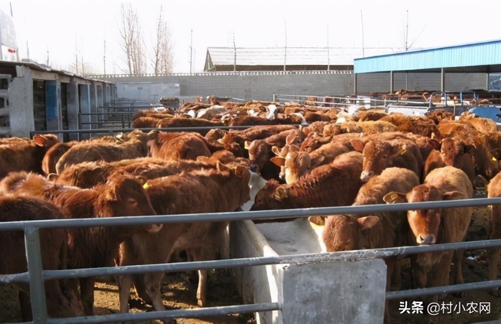 农村创业100万养殖什么最赚钱,农村致富创业养殖好项目养羊