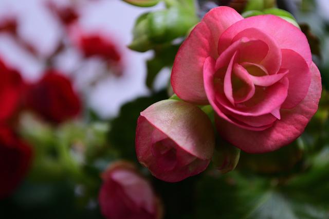 四季海棠叶子发黄怎么办,四季海棠叶片萎蔫了怎么办