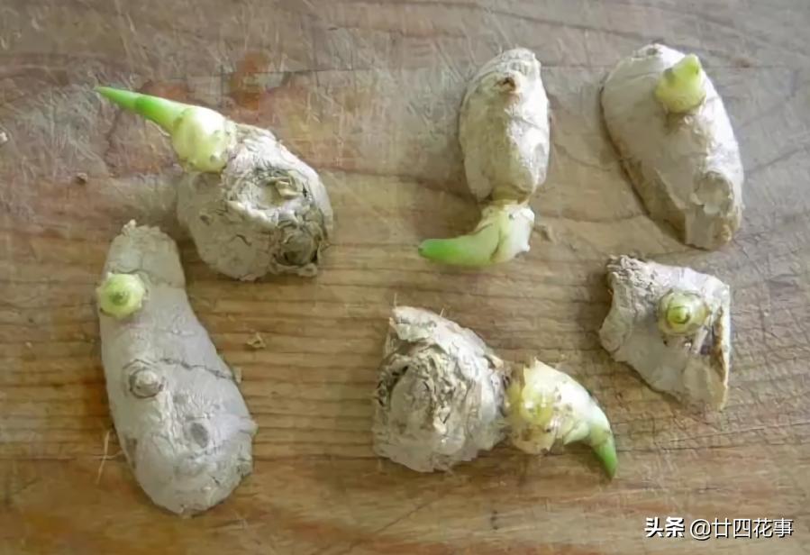 种生姜方法在家阳台,家里阳台种生姜的方法
