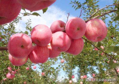 中国有几个昭通,中国有多少个昭通