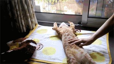 猫放一个屁，全家吃不下饭！真的好臭啊啊啊啊啊