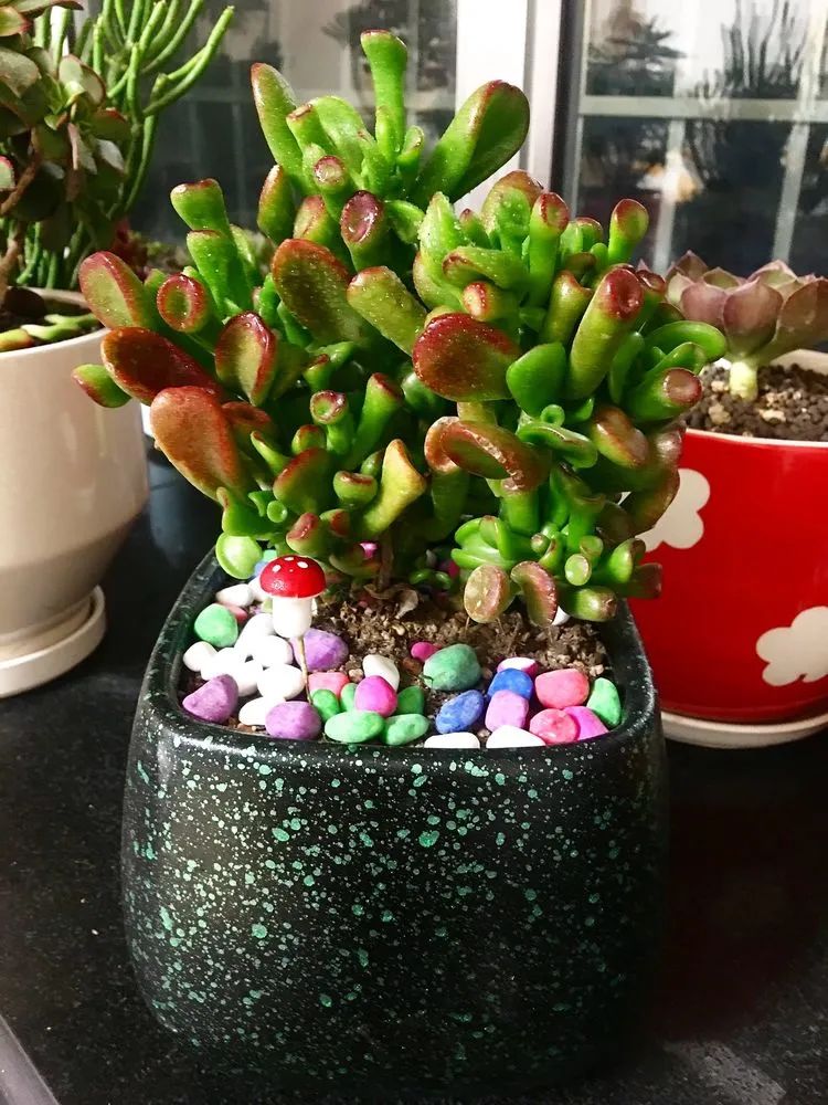 多肉新年寄语,养多肉七八年用心沉淀静待花开