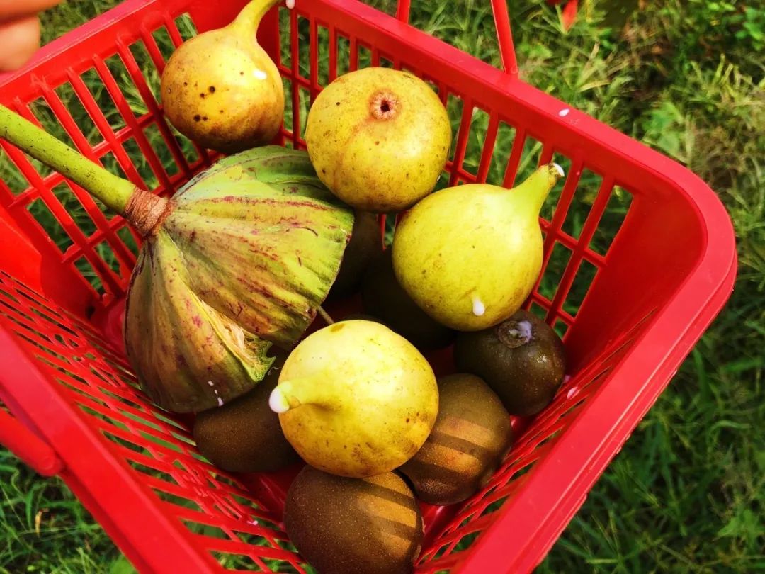 长沙生态农庄野炊采摘,长沙岳麓区垂钓农家乐