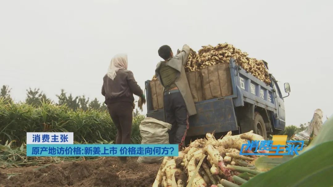 大量精品生姜出售,今日鲜姜收购价格