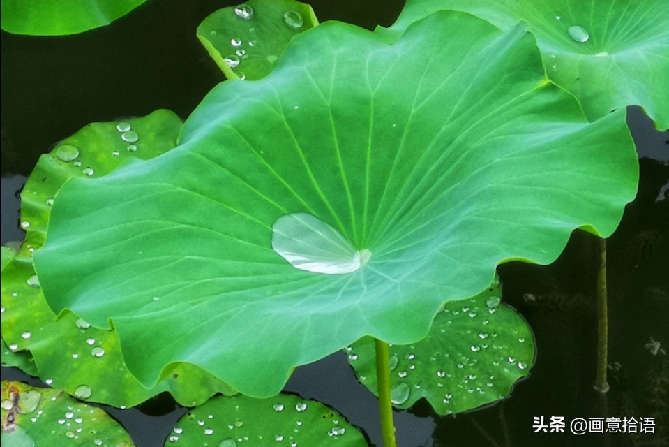 诗词鉴赏｜亭廊秀色觅荷香，月夜苍穹映碧光