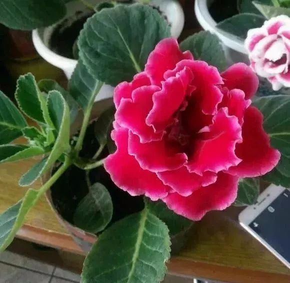 什么花浇点水就不蔫了,这8种花你不要乱浇水