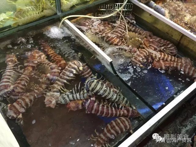 这些外形奇葩而味道超级赞的海鲜,广东十大硬核海鲜品种