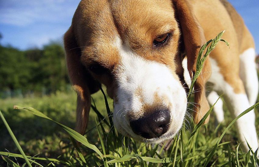 喜欢吃草莓的金毛,喜欢吃水果的金毛