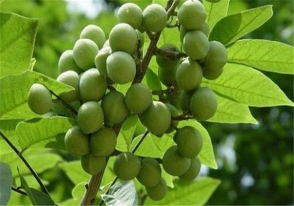 无患子适合什么地方种植,无患子种植适合新疆吗