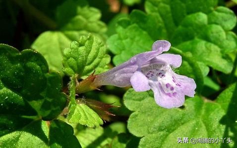 活血丹药用部分,活血丹草图片和功效