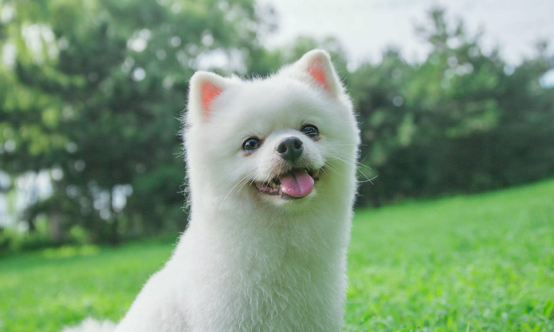 狗狗没了一只眼睛,狗狗只有一个睾丸正常吗