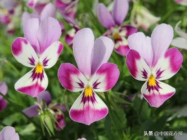 同样是“堇”，为什么“小兔子”这么有个性？