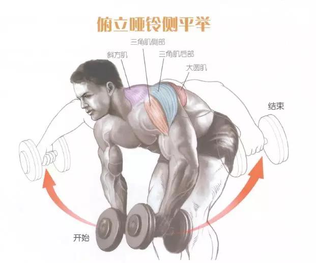 肩部肌肉训练有什么用,肩部训练肌肉线条的美感