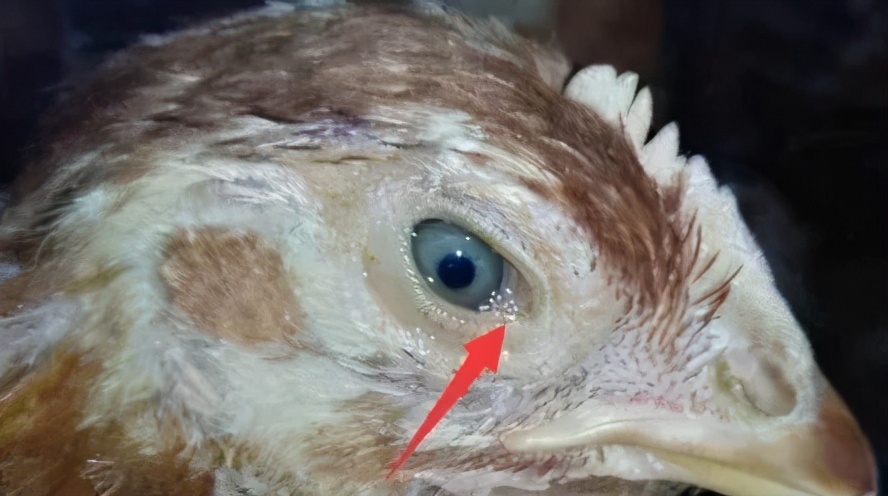 鸡呼吸道病怎么区分,鸡呼吸道病一览表