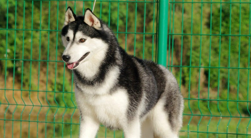 什么品种的狗狗适合有孩子家庭养,如何挑选适合自己的狗狗品种