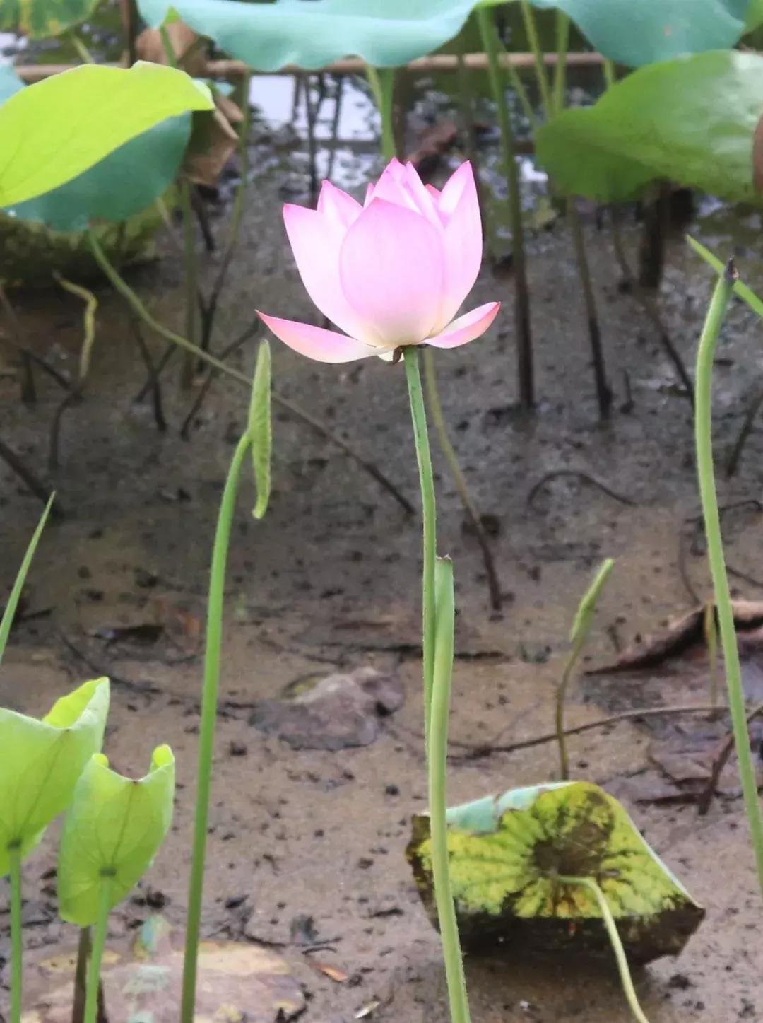 又到一年赏荷季又见荷花,广州莲花山荷花
