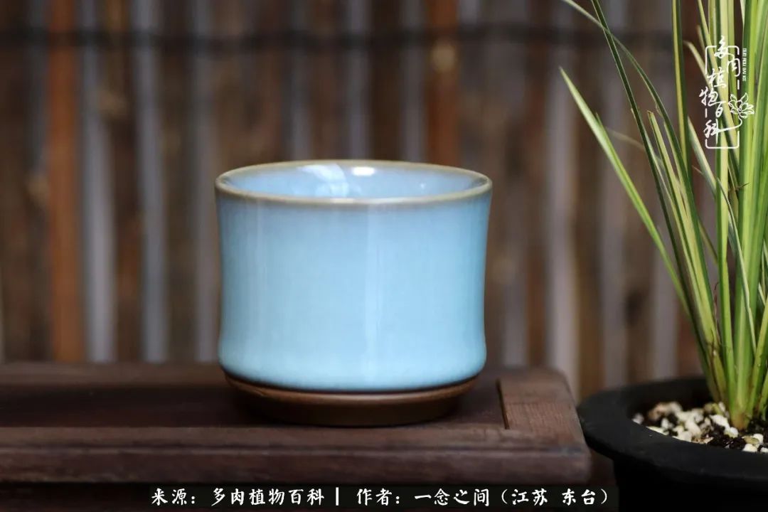 一见多肉误终生,一见多肉误终生从此钱包成路人