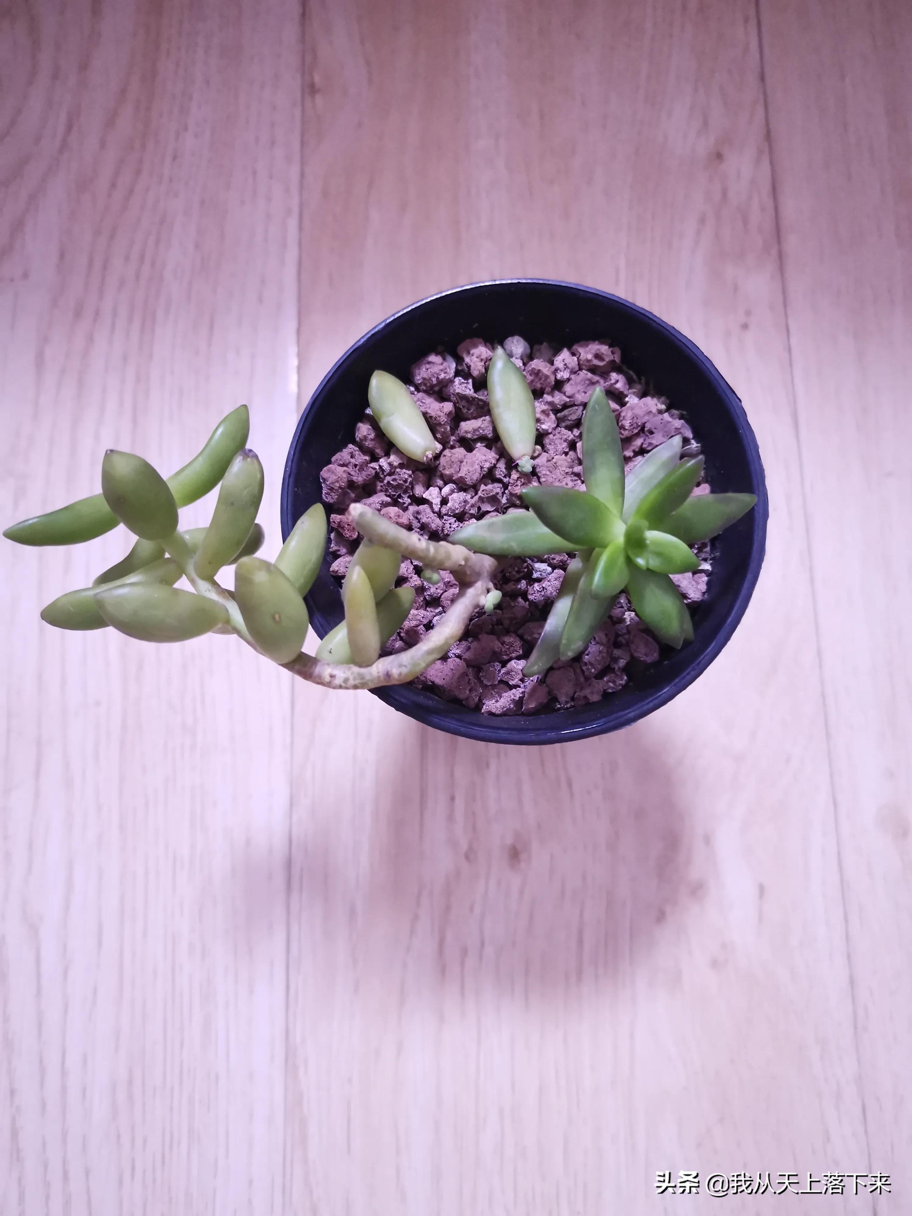 89种常见多肉植物品种图，实物拍摄，还不认识的小伙伴赶紧收藏好